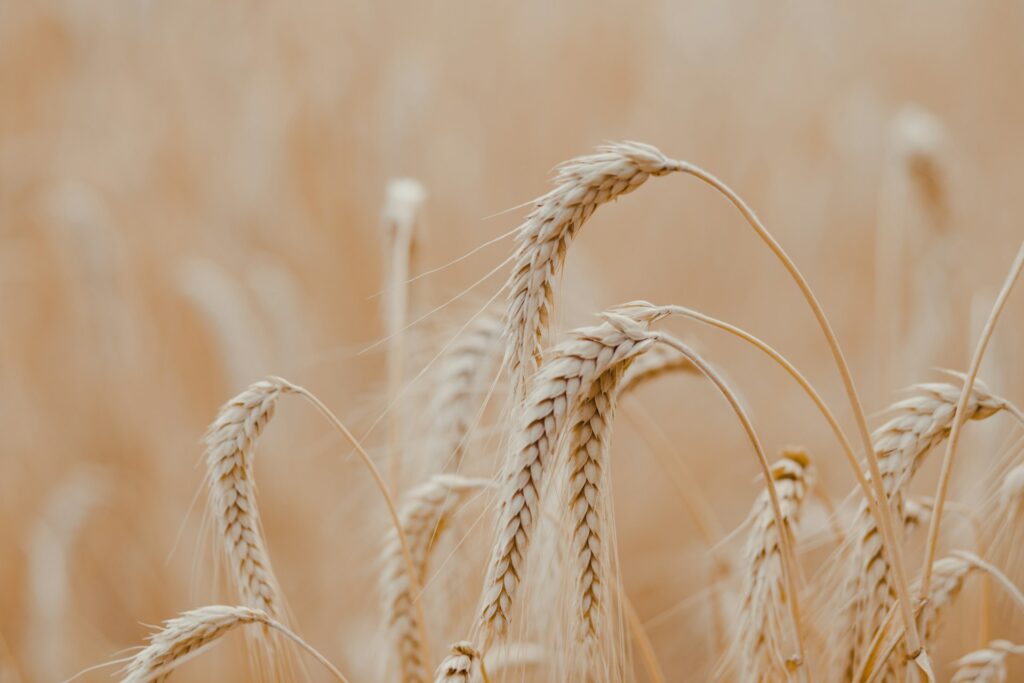 How does Barley Help Diabetes